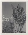 LINCOLN, EDWIN HALE (1828-1938) Suite of 20 photographs from ""Wildflowers of New England.""